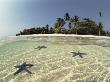 Three Seastars In Shallow Coastal Waters, Philippines, Split- Level Shot by Jurgen Freund Limited Edition Pricing Art Print