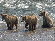 Three Grizzly Bear, Cubs (2-Year) Salmon Brooks River, Katmai National Park, Alaska, Usa by Eric Baccega Limited Edition Print