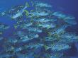 Schooling Lined Sweetlips, Great Barrier Reef, Australia by Jurgen Freund Limited Edition Print