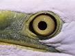 Great Egret, Close Up Of Eye, Pusztaszer, Hungary by Bence Mate Limited Edition Print