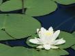 White Water Lily, Switzerland by Rolf Nussbaumer Limited Edition Print