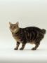 Domestic Cat, Tabby Manx No Tail by Jane Burton Limited Edition Print