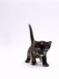 Domestic Cat, 5-Week, Tortoiseshell Kitten by Jane Burton Limited Edition Pricing Art Print