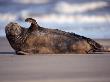 Grey Seal Lying On Beach, Uk by Pete Cairns Limited Edition Print