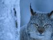 Lynx Portrait, Sweden by Staffan Widstrand Limited Edition Print