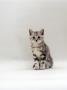 Domestic Cat, 8-Week Silver Tabby Male Kitten by Jane Burton Limited Edition Print