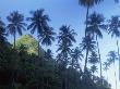 Palm Trees With Petit Piton Peak Behind, St. Lucia, West Indies by Jeremy Walker Limited Edition Print