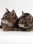 Two 9-Week Wild Cat Kittens by Jane Burton Limited Edition Print