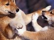Domestic Dogs, Two Young Shiba Inus Playfighting by Adriano Bacchella Limited Edition Print