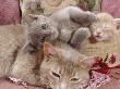 Domestic Cat, Lilac-Tortoiseshell Mother With Cream And Blue Kittens by Jane Burton Limited Edition Print