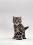 Domestic Cat, Silver Tabby Kitten Portrait by Jane Burton Limited Edition Print