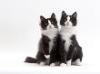 Domestic Cat, 12-Week Identical Brothers, Black-And-White Kittens by Jane Burton Limited Edition Pricing Art Print
