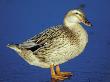 Mallard Duck Stanging On Ice, Uk by Colin Varndell Limited Edition Print