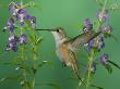Rufous Hummingbird, Female Feeding On Purple Angelonia Paradise, Chiricahua Mountains, Arizona, Usa by Rolf Nussbaumer Limited Edition Print
