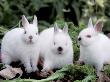 Domestic Rabbits, Netherlands Dwarf Breed, Small And White Variety by Lynn M. Stone Limited Edition Print
