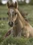 Mustang / Wild Horse Colt Foal Resting Portrait, Montana, Usa Pryor Mountains Hma by Carol Walker Limited Edition Print