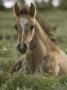 Mustang / Wild Horse Colt Foal Resting Portrait, Montana, Usa Pryor Mountains Hma by Carol Walker Limited Edition Pricing Art Print