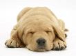 Domestic Labrador Puppy (Canis Familiaris) Sleeping by Jane Burton Limited Edition Print