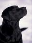 Black Labrador Retriever Looking Up by Adriano Bacchella Limited Edition Print