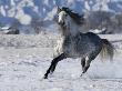 Grey Andalusian Stallion Cantering In Snow, Longmont, Colorado, Usa by Carol Walker Limited Edition Print