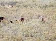 Bay Mares And Stallion Amongst Brush, Meeker, Colorado, Usa by Carol Walker Limited Edition Print