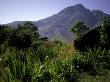 Hikers Walk Through Plants With Mountain In Background, Madagascar by Michael Brown Limited Edition Print