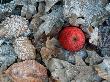 Apple, And Hoarfrost Covered Leaves In Winter by De Cuveland Limited Edition Print