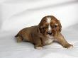 Very Young Cavalier King Charles Spaniel Puppy by Petra Wegner Limited Edition Print