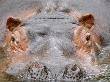 Hippopotamus Face Close-Up Surfacing From Water. Captive, Iucn Red List Of Vulnerable Species by Eric Baccega Limited Edition Print