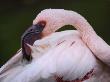 Lesser Flamingo Preening Feathers by Eric Baccega Limited Edition Print
