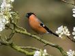 Male Bullfinch Feeding Amongst Blossom, Buckinghamshire, England by Andy Sands Limited Edition Pricing Art Print