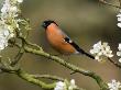 Male Bullfinch Feeding Amongst Blossom, Buckinghamshire, England by Andy Sands Limited Edition Print