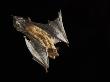 Evening Bat Flying At Night, Rio Grande Valley, Texas, Usa by Rolf Nussbaumer Limited Edition Print