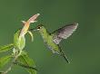 Green-Crowned Brilliant Female In Flight Feeding On Snakeface Flower, Central Valley, Costa Rica by Rolf Nussbaumer Limited Edition Pricing Art Print