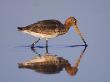Black-Tailed Godwit Adult In Breeding Plumage, Feeding, Lake Neusiedl, Austria by Rolf Nussbaumer Limited Edition Print