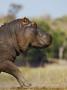 Hippopotamus Running With Oxpecker On Its Back, Chobe National Park, Botswana by Tony Heald Limited Edition Print