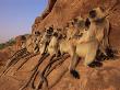 Hanuman Langur Group Sunning On Rock, Thar Desert, Rajasthan, India by Jean-Pierre Zwaenepoel Limited Edition Pricing Art Print