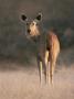 Indian Sambar Deer Ranthambore Np, Rajasthan, India by Jean-Pierre Zwaenepoel Limited Edition Print