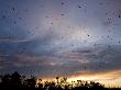 Straw-Coloured Fruit Bats Flying Over Daytime Roost, Kasanka National Park, Zambia, Africa by Mark Carwardine Limited Edition Print
