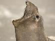 Northern Elephant Seal Mouth Open, West San Benitos Island, Baja California, Mexico by Mark Carwardine Limited Edition Print