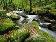 Golitha Falls, Bodmin, Cornwall, Uk by Ross Hoddinott Limited Edition Print