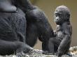 Western Lowland Gorilla Female Baby Holding Mother's Leg. Captive, France by Eric Baccega Limited Edition Print