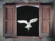 Barn Owl Flying Into Building Through Window Carrying Mouse Prey, Girona, Spain by Inaki Relanzon Limited Edition Print