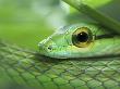 Close Up Of Satiny Parrot Snake, Costa Rica by Edwin Giesbers Limited Edition Print
