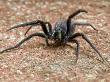 Tube Web Spider Defensive Posture Showing Large Metalic Green Fangs, London, England by Andy Sands Limited Edition Print