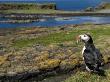 Puffin With Beak Full Of Sand Eels, Isle Of Lunga, Treshnish Isles, Inner Hebrides, Scotland, Uk by Andy Sands Limited Edition Print