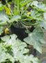 Courgettes Growing In Containers In A Summer Garden, Variety 'Tuscany', Uk by Gary Smith Limited Edition Print