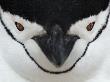 Chinstrap Penguin Face Portrait, Antarctica by Edwin Giesbers Limited Edition Print