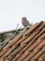 Little Owl Perched On Derelict Barn Roof In Daylight, Norfolk, Uk by Gary Smith Limited Edition Print