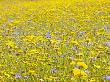 Summer Wildflower Meadow With Corn Marigold And Cornflower Uk, July by Gary Smith Limited Edition Pricing Art Print